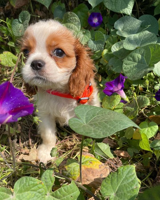 Кавалер кинг чарльз спаниель