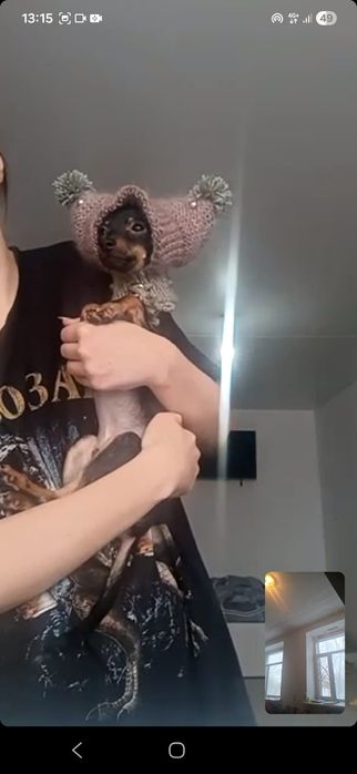 Шапка для собак мелких пород