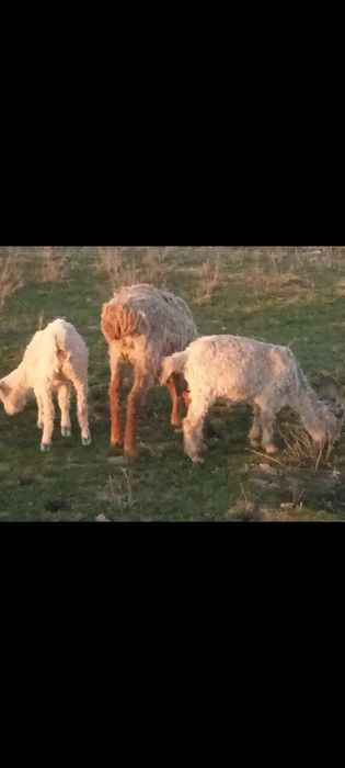 Ешкилер сатылады.Теке сатылады