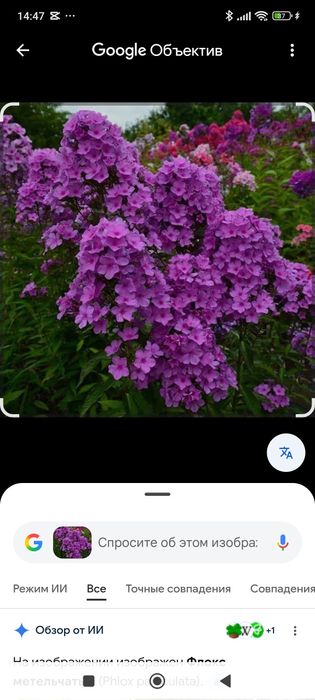 Многолетнии цветы