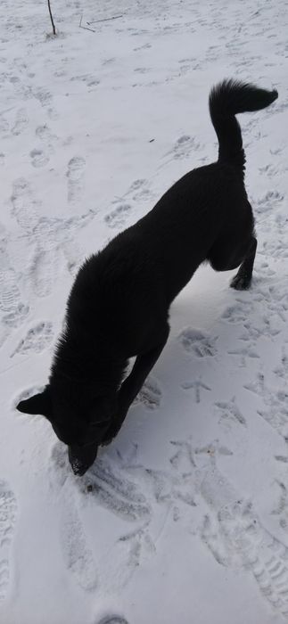 Căutăm o familie iubitoare pentru un cățel jucăuș