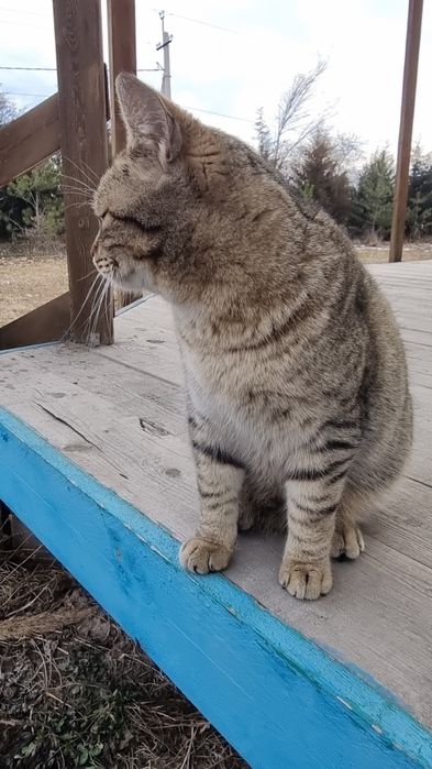 Очень ласковый котик, молоденький