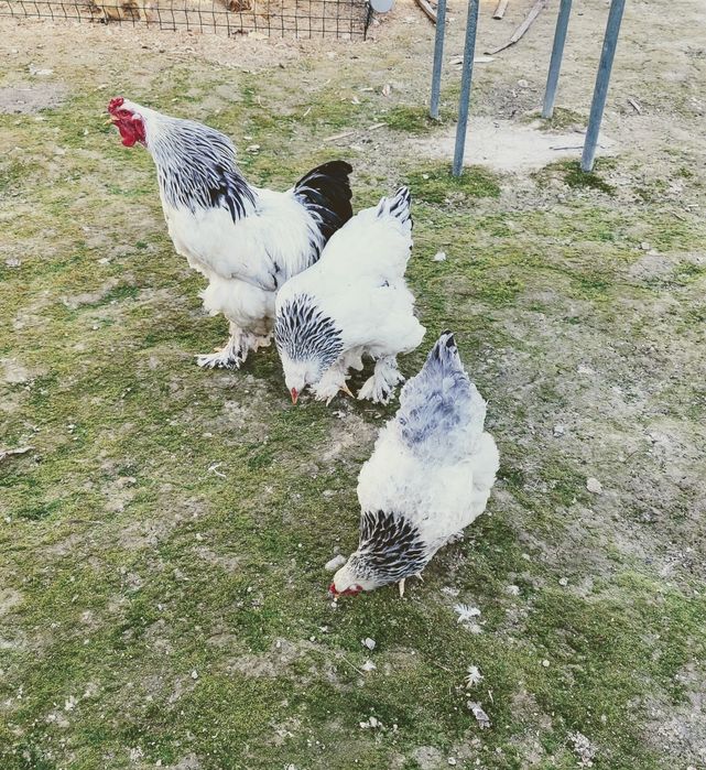 Брама инкубацион тухумлари