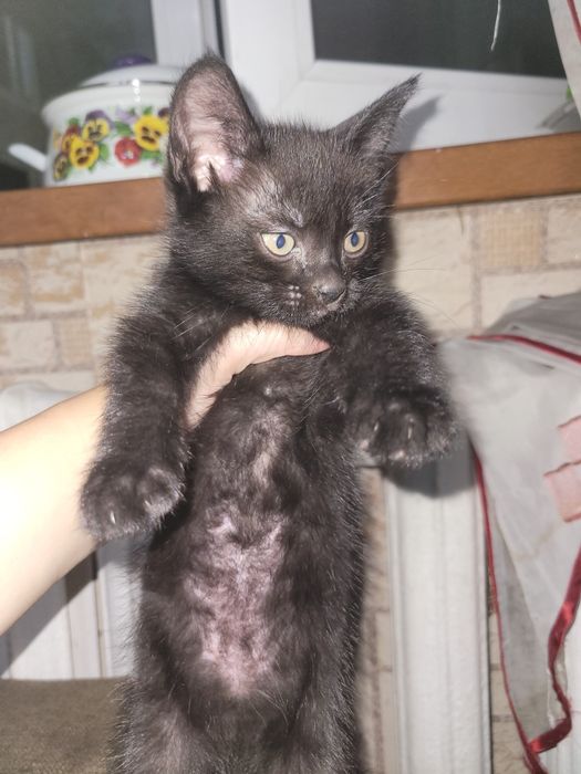 Отдам котят в добрые руки