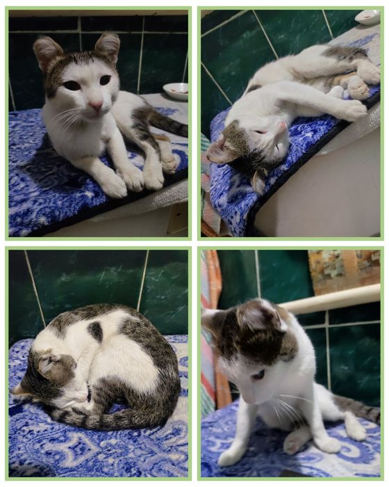 Котик миниатюрный просто чудо