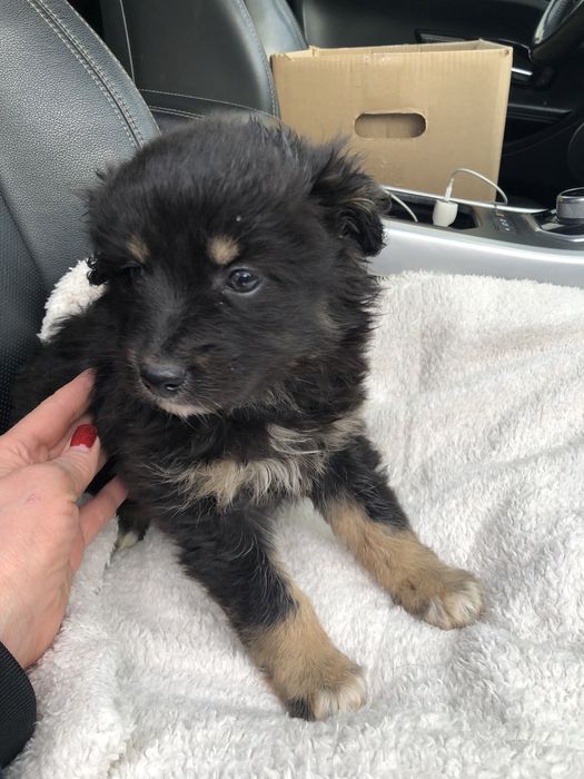 Любимые животные