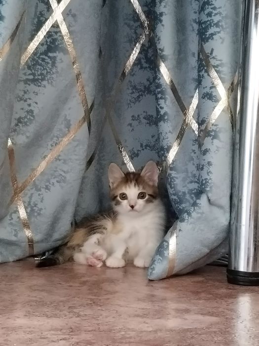 Отдам котенка девочка