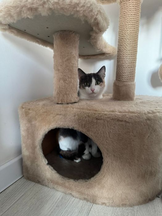 Отдам кошку в добрые руки