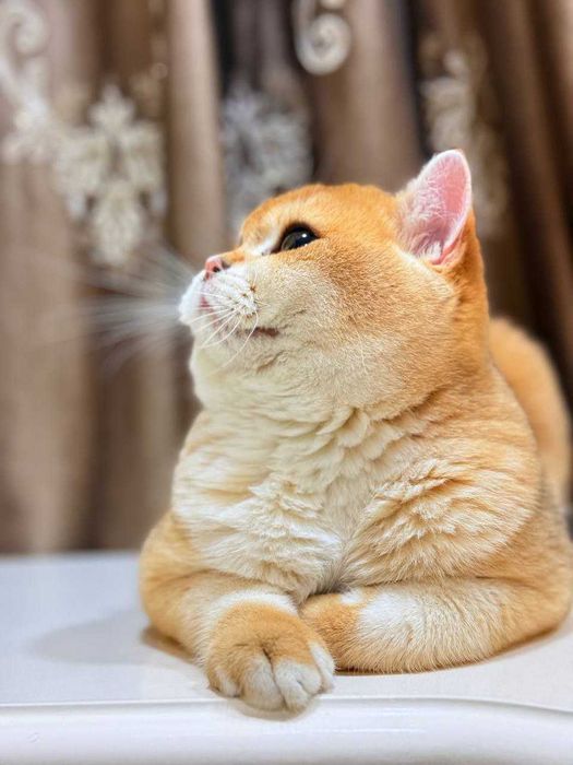 Вязка кошак Mushuk chatishtirish