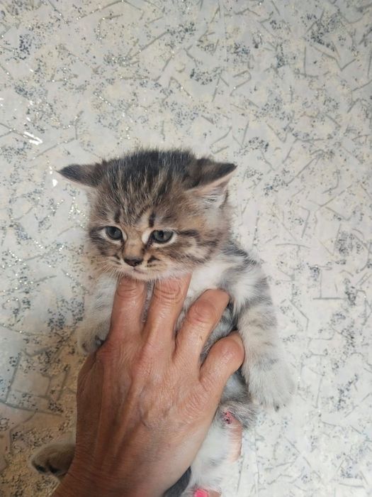 Котята шотландцы