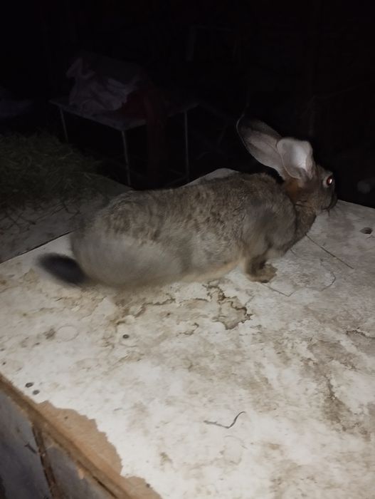 Quyon sotiladi bõgoz