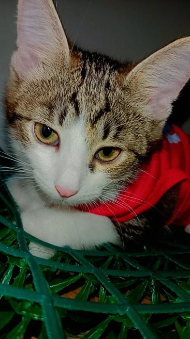 Котёнок в добрые руки. Звать Юла