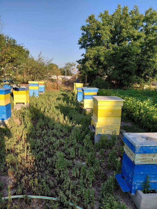 Продавам пчелни семейства и парцел УПИ