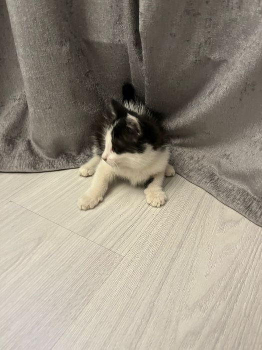 Отдам котят в хорошие руки