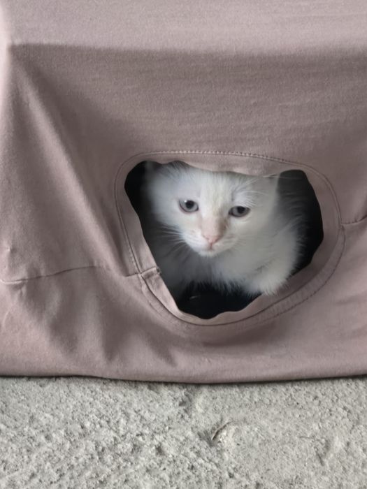 Котёнок маленький белый