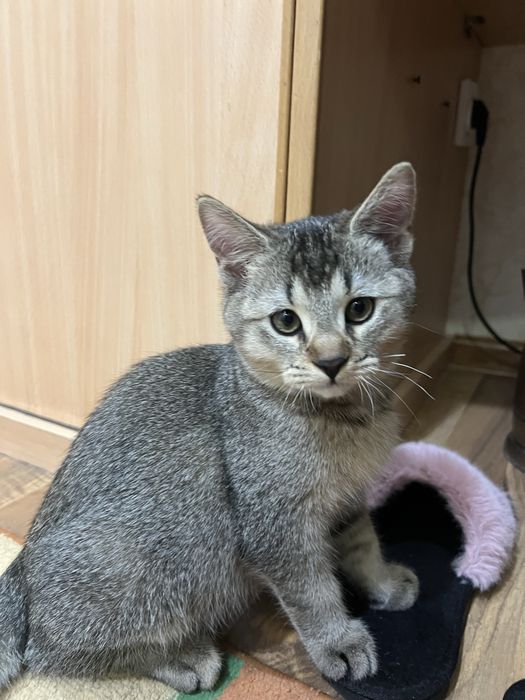 Зотдор мушук сотилади