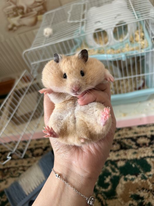 Продам двух хомяков (по одному нет сразу две)