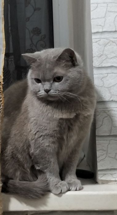 Кошка породистая
