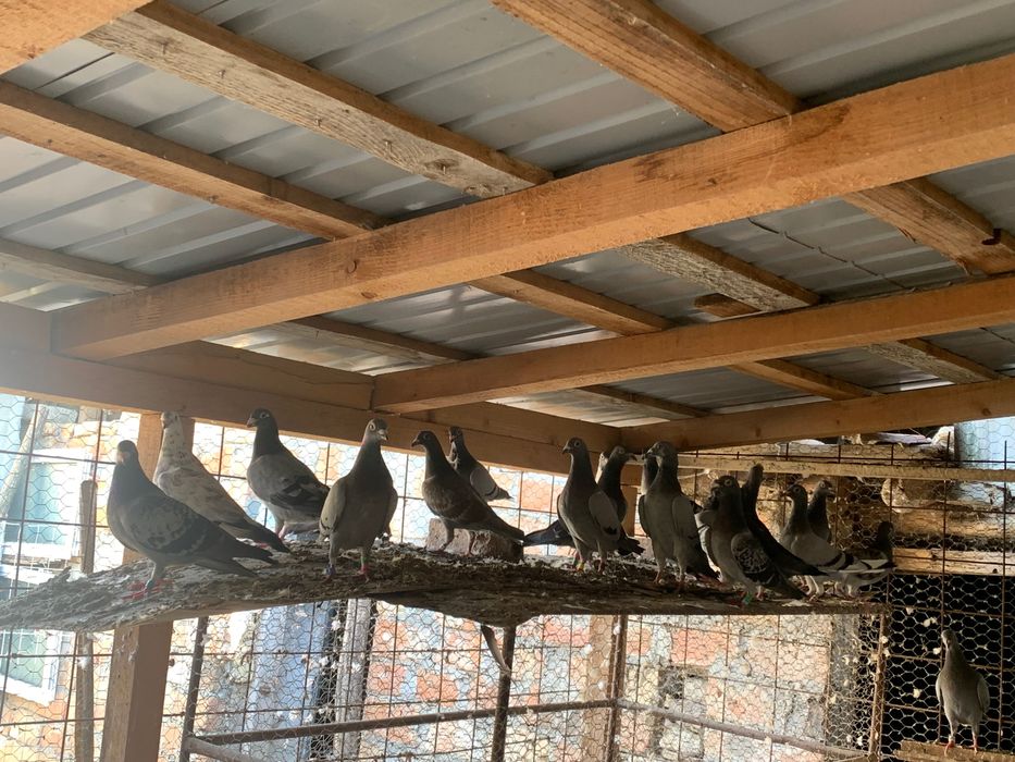 Voiajori sport de vanzare