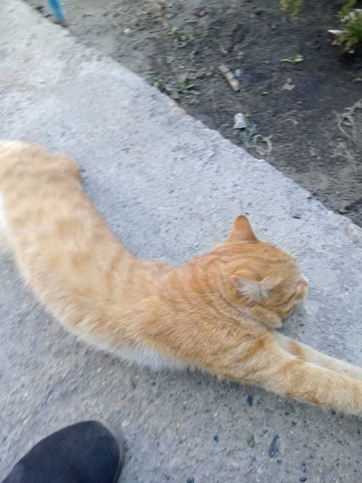 Отдам в добрые руки котик