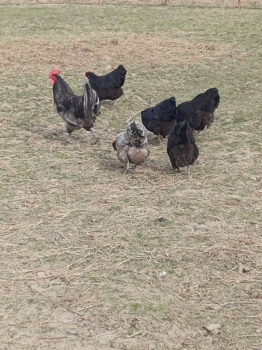 Oua   australorp