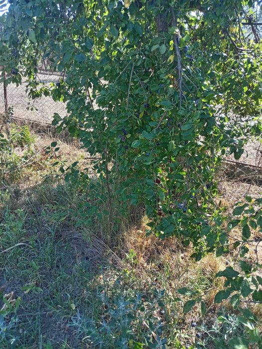 Prune pentru țuică