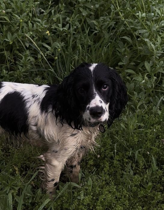 Русский охотничий спаниель для случки