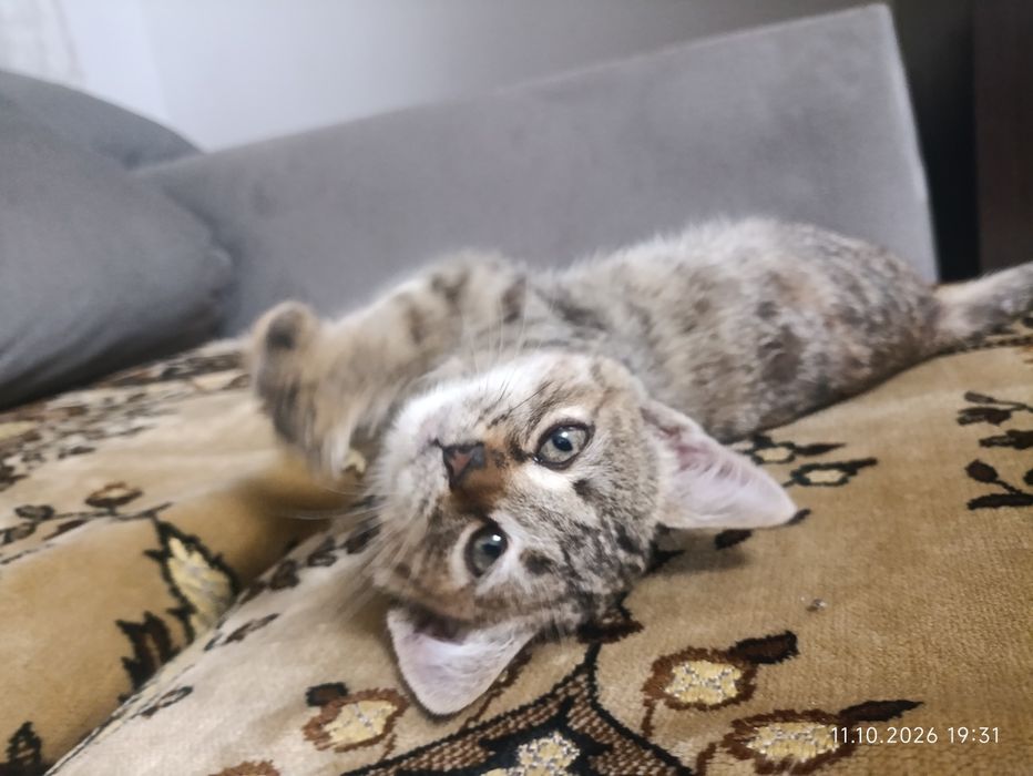 Срочно в добрые руки отдам котенка!!!