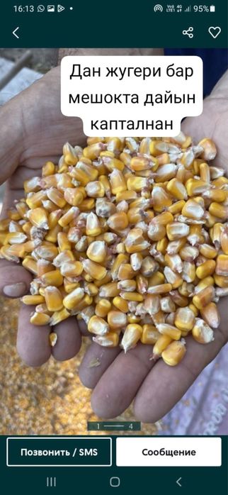 Жугери кукуруза в мешках