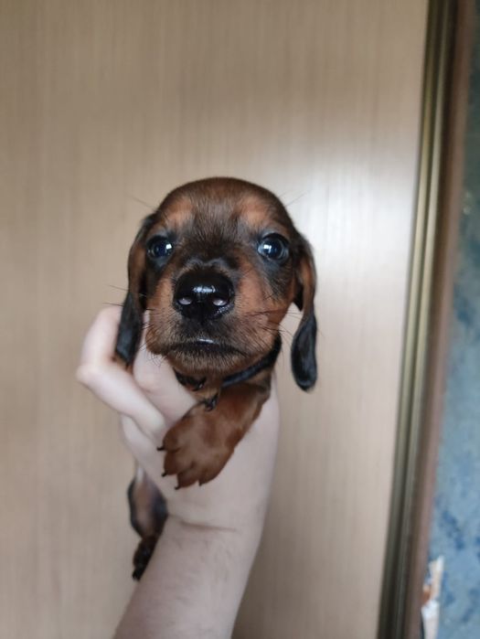 Продам щенят мини таксы