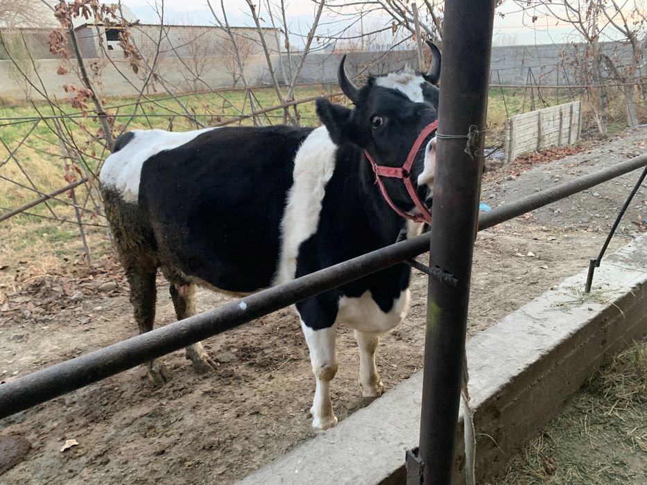 Сигир сотилади тел килинглар