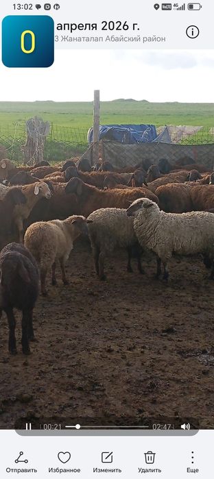 Гемпшир порода баран овцы