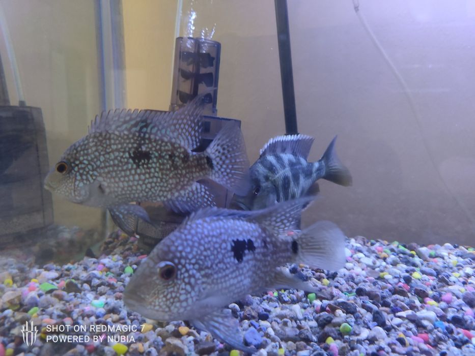 Продам цихлидов в наличии есть