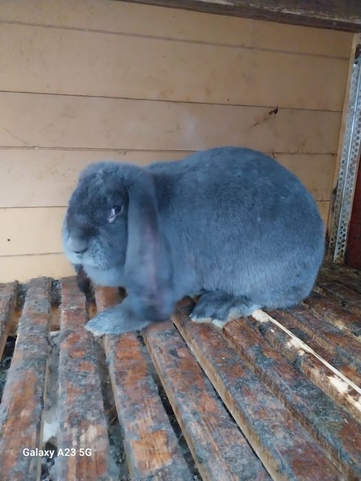 Продавам млади зайци