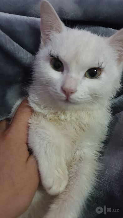 Turetskiy angora