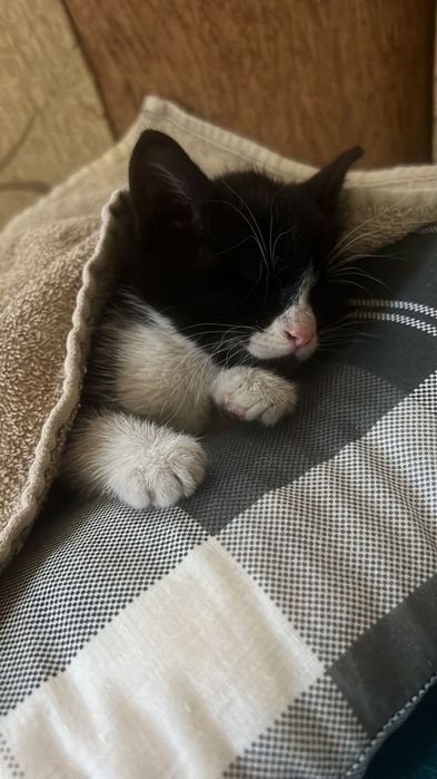 Котенцето Данго търси дом