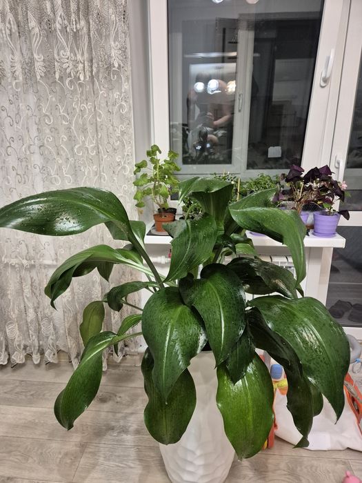 Эухарис, амазонская лилия