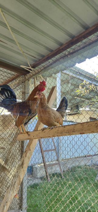 Декоративные куры