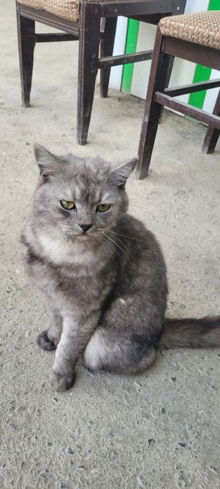 Здравствуйте Нашёлся кот, хозяева напишите