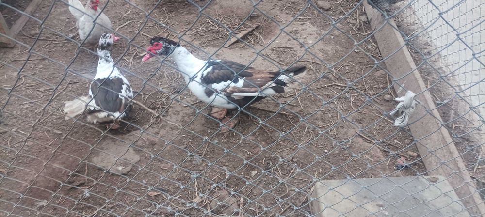 Индоутка Селезень