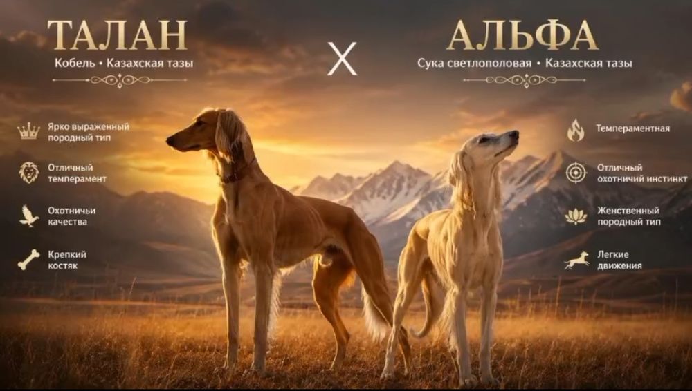 Казахская борзая тазы