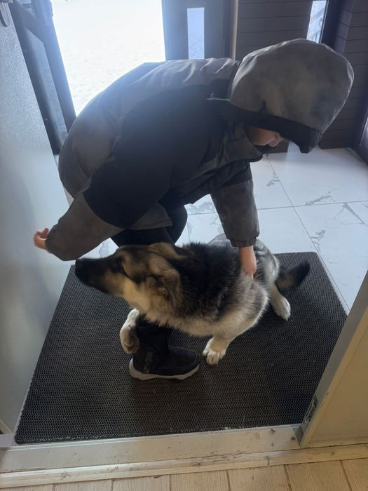 Восточноеевропейская овчарка