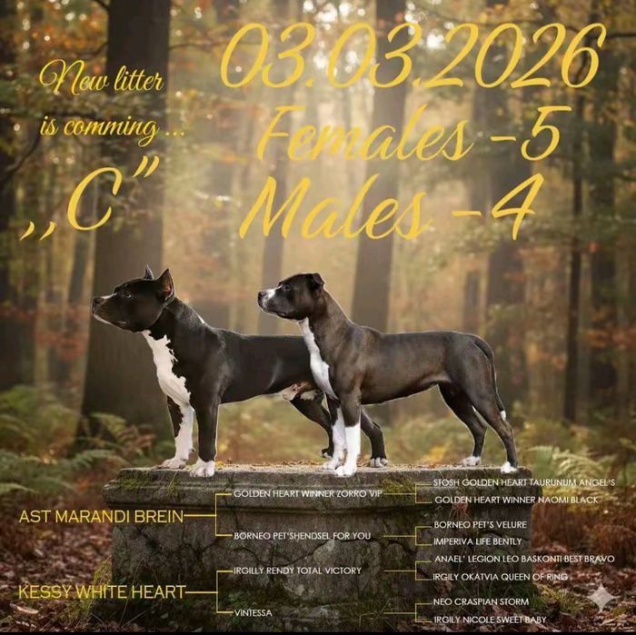 Щенки Американского Стаффордширского Терьера
FEM