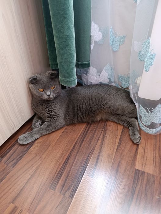 Британски котета