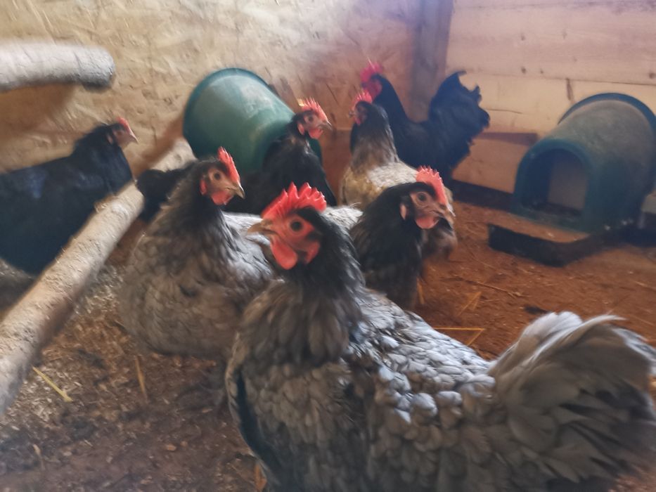 Oua de incubat din gaini de rasa Australorp