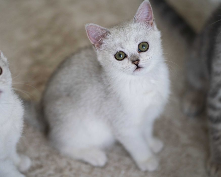 Motanel British Shorthair Silver Chinchilla