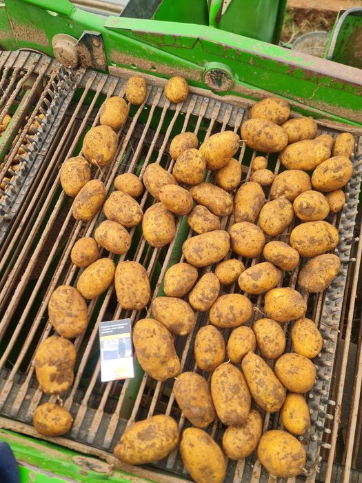 Картофи за посев сорт Вега