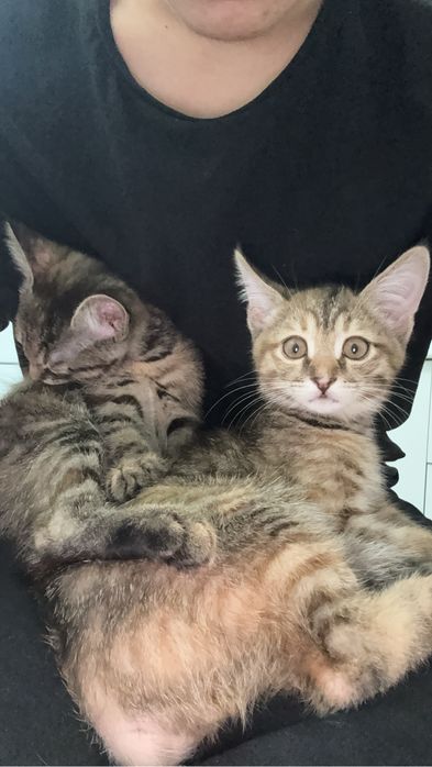 Маленькие кошки