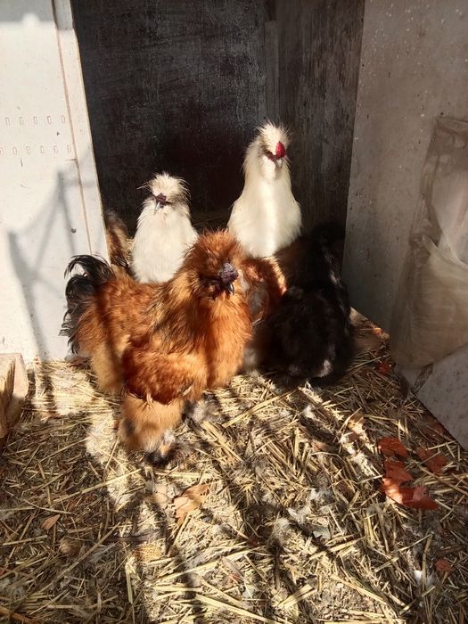 Инкубационные яйца