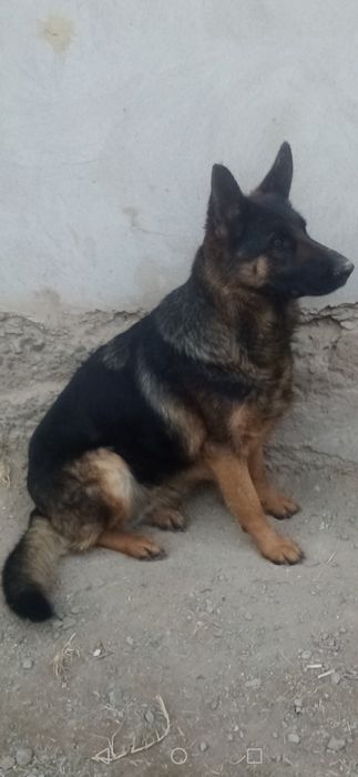 Немецкая овчарка